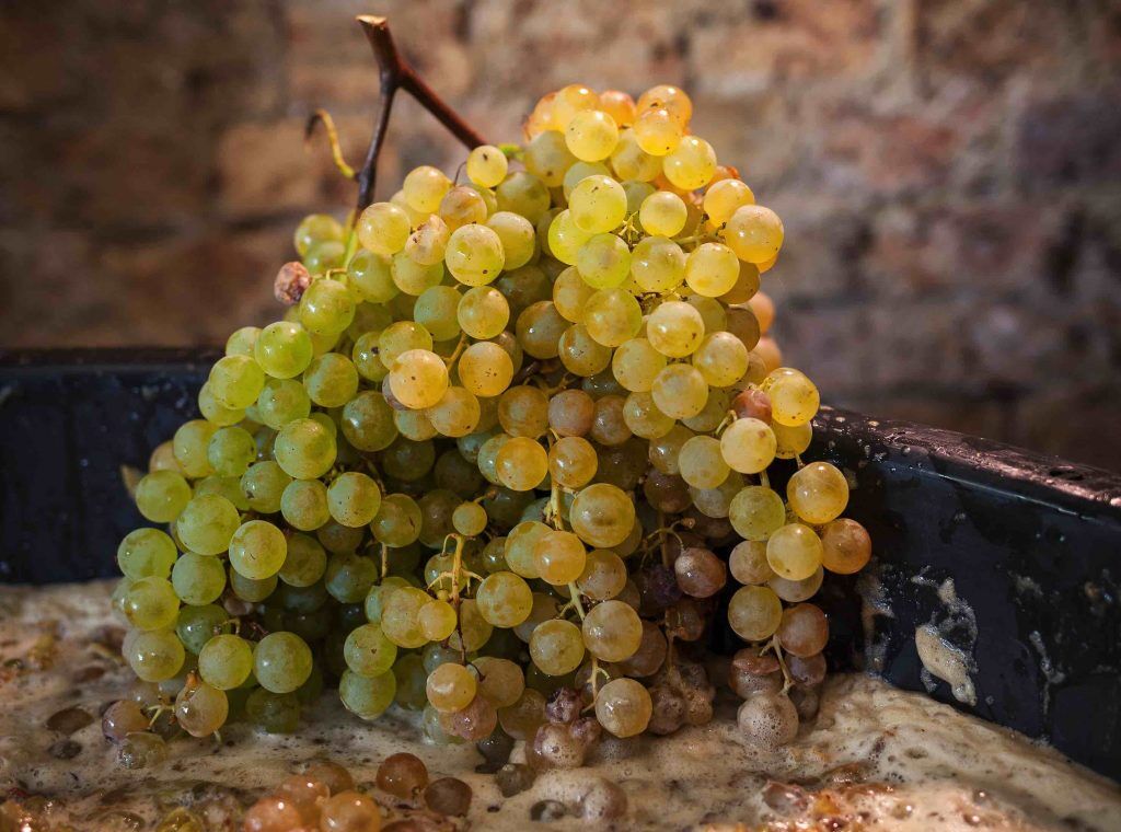 Ghiaccio Secco nella Vendemmia: Preservare l'Autenticità dell'Uva